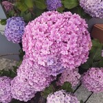 Kajitsuen Riberu - 藤沢の街の綺麗な花