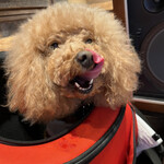 THE NUTS EXCHANGE - がぉー