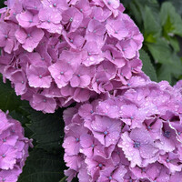 入谷鬼子母神門前のだや - 