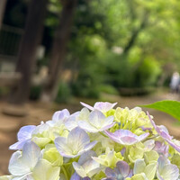 入谷鬼子母神門前のだや - 