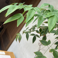 おおさかもん料理 鮨 守屋 - 