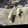 旭山動物園東門レストラン カムイチカプ