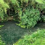 池内うどん店 - 