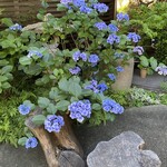カフェ ノースライト - お庭の紫陽花　2023年6月