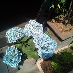 ル・クロ・モンマルトル - 