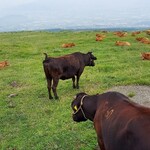 めしのやまいち - 草千里に放牧されている赤牛