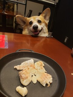 Okonomiyaki Wagokoro - ペット用(さわら)