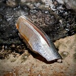 千葉たかおか - なんと言われようと、一番好きな三番瀬のコハダ。宝石のように美しく、食べてみると、ふんわり。