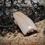 千葉たかおか - パチンと弾ける烏賊。強めの酢橘が甘さを引きたてています。