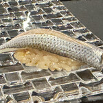 赤坂 鮨大谷 - 江戸前の小肌