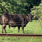 白老牛の店いわさき おもてなし亭 - 