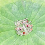 蕎麦割烹  倉田 - 蓮葉上のジュンサイ