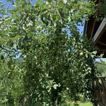 阿部りんご園 - 美味しいアップルパイになるのだ