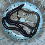 野沢屋 - 本日のおかず