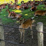 アコルドゥ - 【番外編】日陰で涼む鹿さん