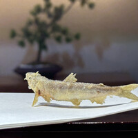 天冨良 銀座 よこ田 梅田別邸 - 