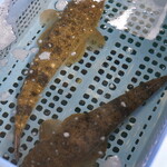 魚KIN - 