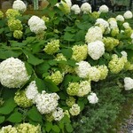 スターバックス リザーブ ロースタリー トウキョウ - 