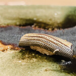 江戸町 すぎもと - 