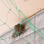 中華そば麦右衛門 - 今年もやってきたよε(　o・ω・)