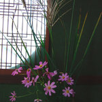 美加登家 - もともと、旅館を営んでいたそうで、ドラマのセットのような造りの古い小さな旅館です。