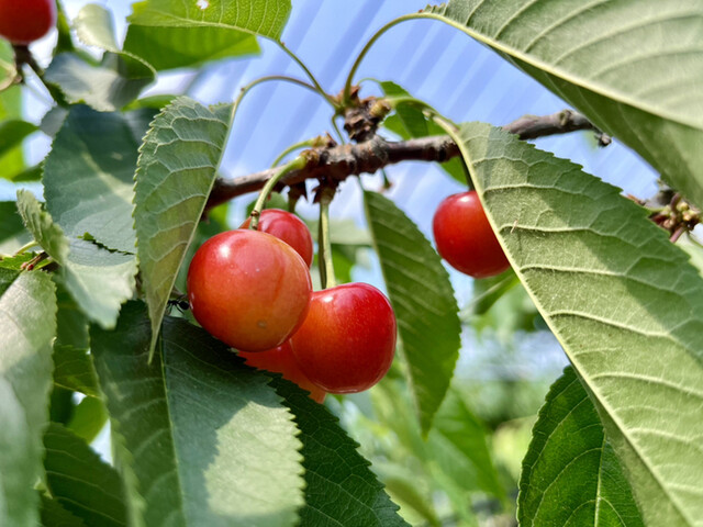 まほろば観光果樹園 - 高畠町その他（スイーツ）の写真