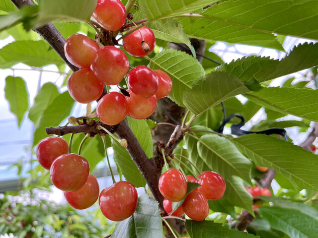 まほろば観光果樹園 - 高畠町その他（スイーツ）の写真