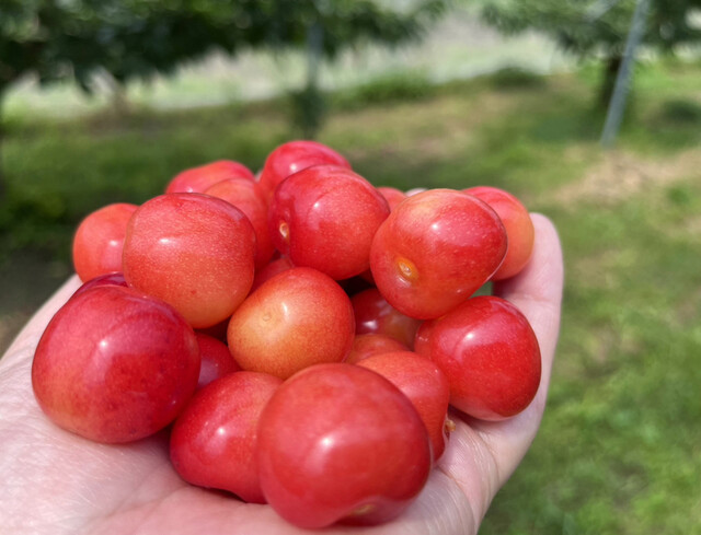 まほろば観光果樹園 - 高畠町その他（スイーツ）の写真