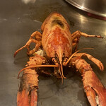 ルモンド ふじがや  - 巨大ロブスター