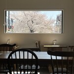 炭火焼鳥 フクハウチ - 桜満開