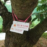 オウ ショウ カフェ - 