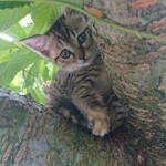 オウ ショウ カフェ - 