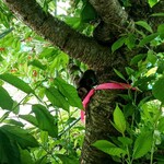 オウ ショウ カフェ - 