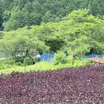 La buche - お店の前の赤紫蘇畑