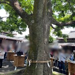 Nakashima Jouzou - 中庭には立派な御神木が