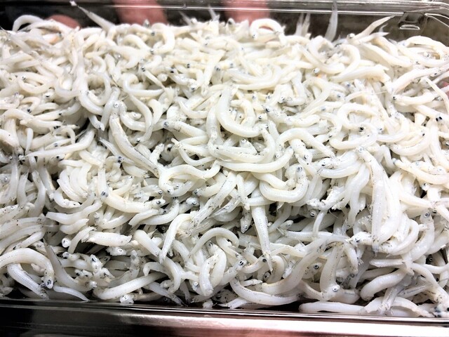 しらすさま 確認用