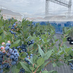 トコロザワ ブルーベリー ファーム カフェ - 