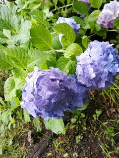 Yakiniku Gyuu Gyuu - 家の近くに咲いていた紫陽花♪