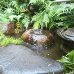 日和庵 - メダカがいましたｗｗ