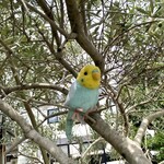 スガッチィー - 店舗前オリーブの木の枝に