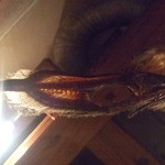 雑魚 - 私の頭上のオブジェ