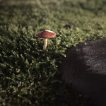 柏屋 大阪千里山 - 