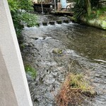 うなぎ いけだ - 本当にキレイな川、癒される！