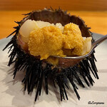 小判寿司 - 海胆と烏賊の舎利玉を一緒にいただきます