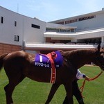 あじさい - サクラローレル