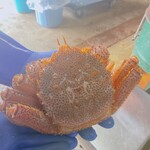 かに王 - 料理写真:水槽から引き上げた毛蟹560g
