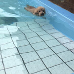 ガーデンリゾート淡路島 ハナアンドキッス - スイスイ〜