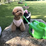 ガーデンリゾート淡路島 ハナアンドキッス - みるくたん