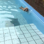 ガーデンリゾート淡路島 ハナアンドキッス - ココア