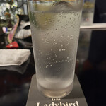 Bar Ladybird - 